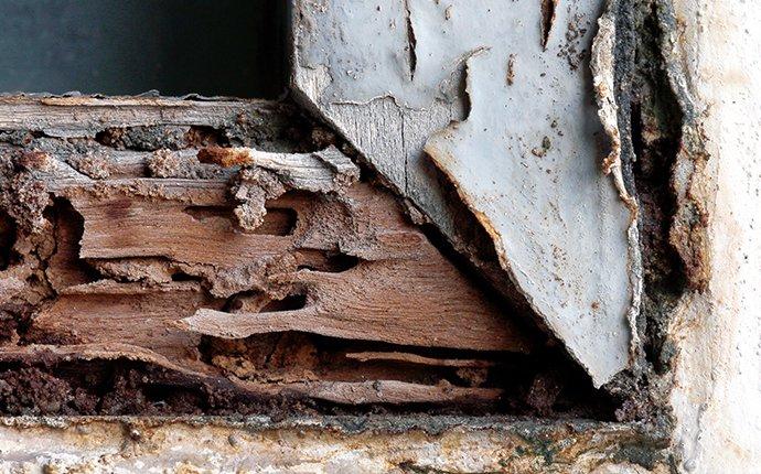 Blog - What The Experts Want You To Know About Termite Control In Alabama