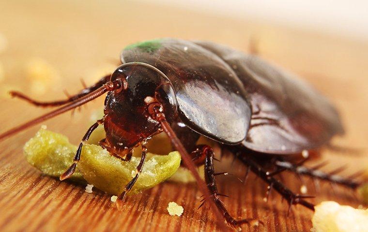 How To Get Rid Of Roaches A Comprehensive Guide For Covington Homeowners