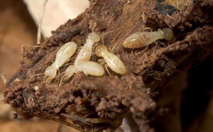 Blog - Subterranean Termites In Alabama: What You Should Know