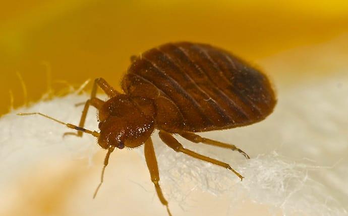 Bed Bug Prevention In Mississippi