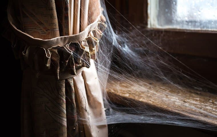 spider webs inside home