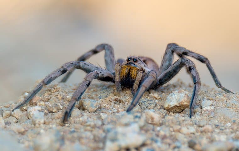 spider on rock