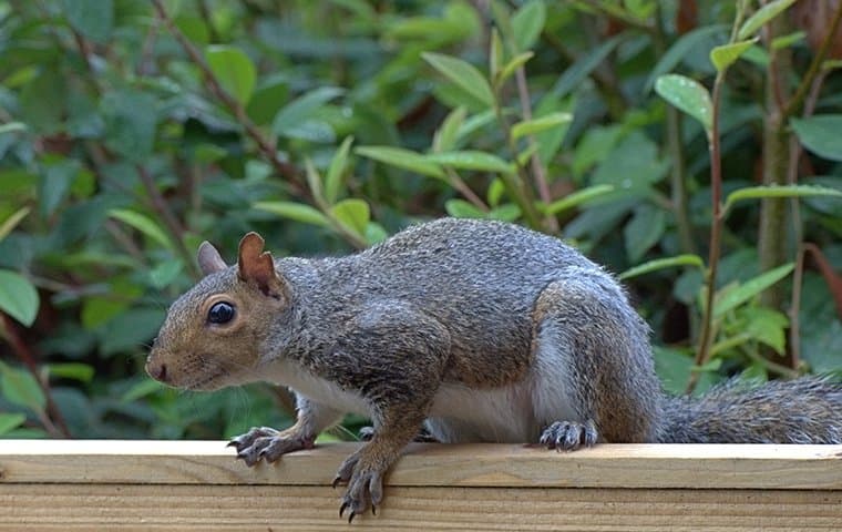 squirrel on wood plank