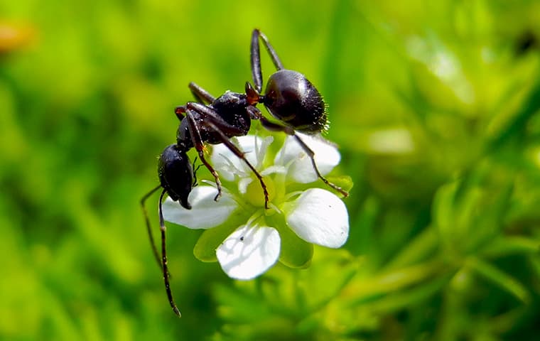 ant on a flower