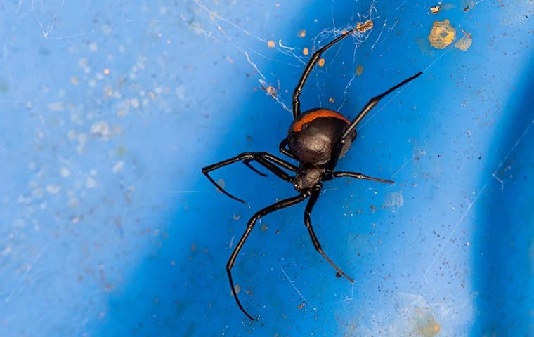 black widow on a blue background