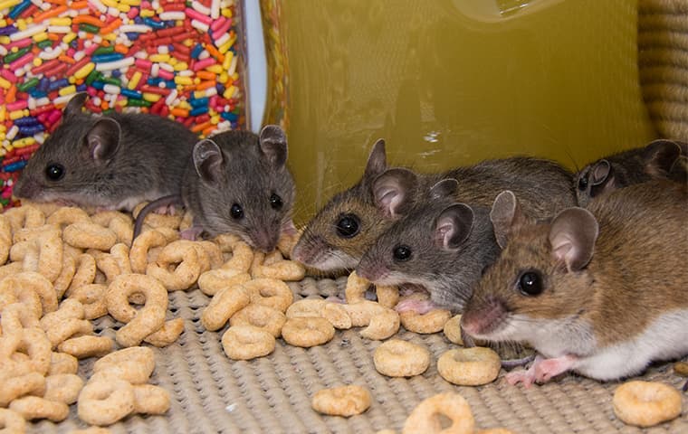 mice eating food off ground