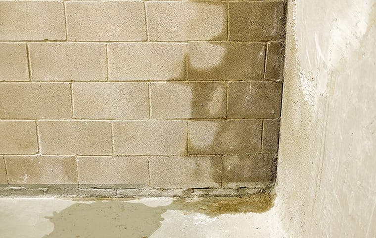 moisture and fungus on a wall