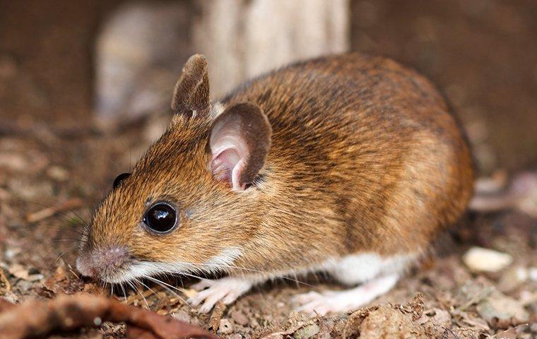 mouse on ground