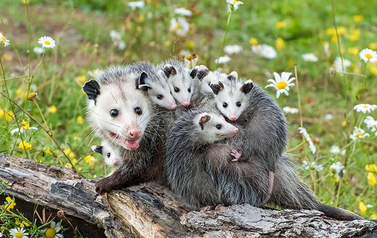 family of opossums on branch