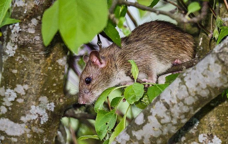 mouse on branch