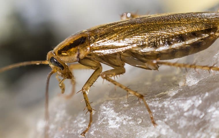 cockroach on rock