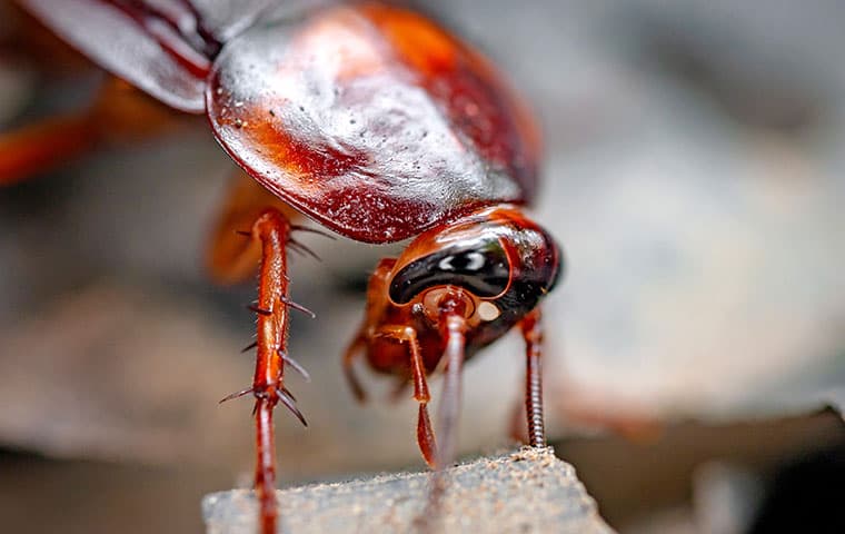 ant