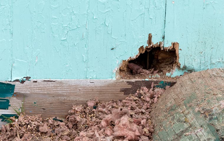 eaten wood on a house