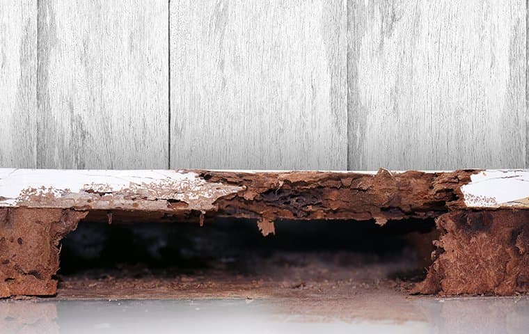 rotting wood