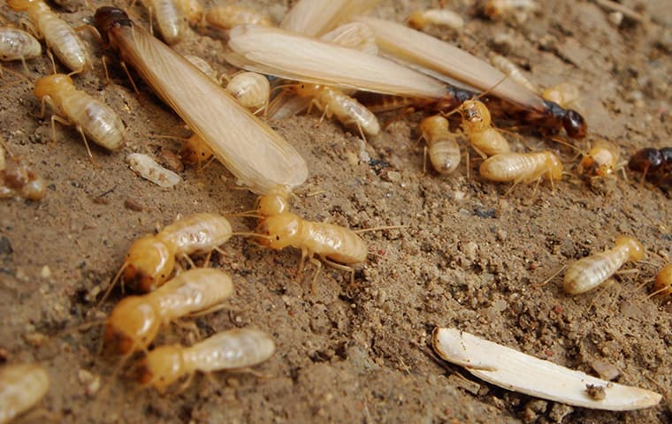 termites on ground